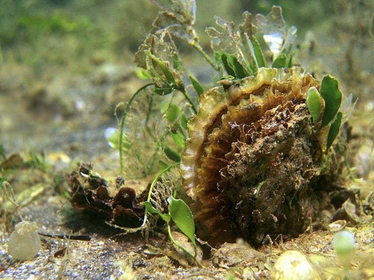 Common oyster on seabed