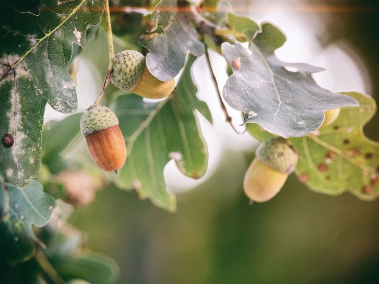 Acorns on an oak tree