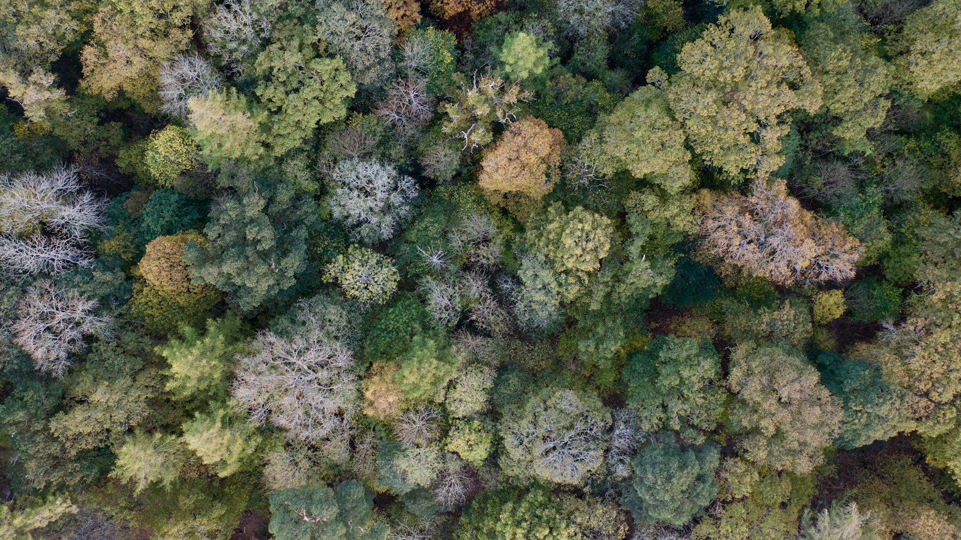 Aerial forest
