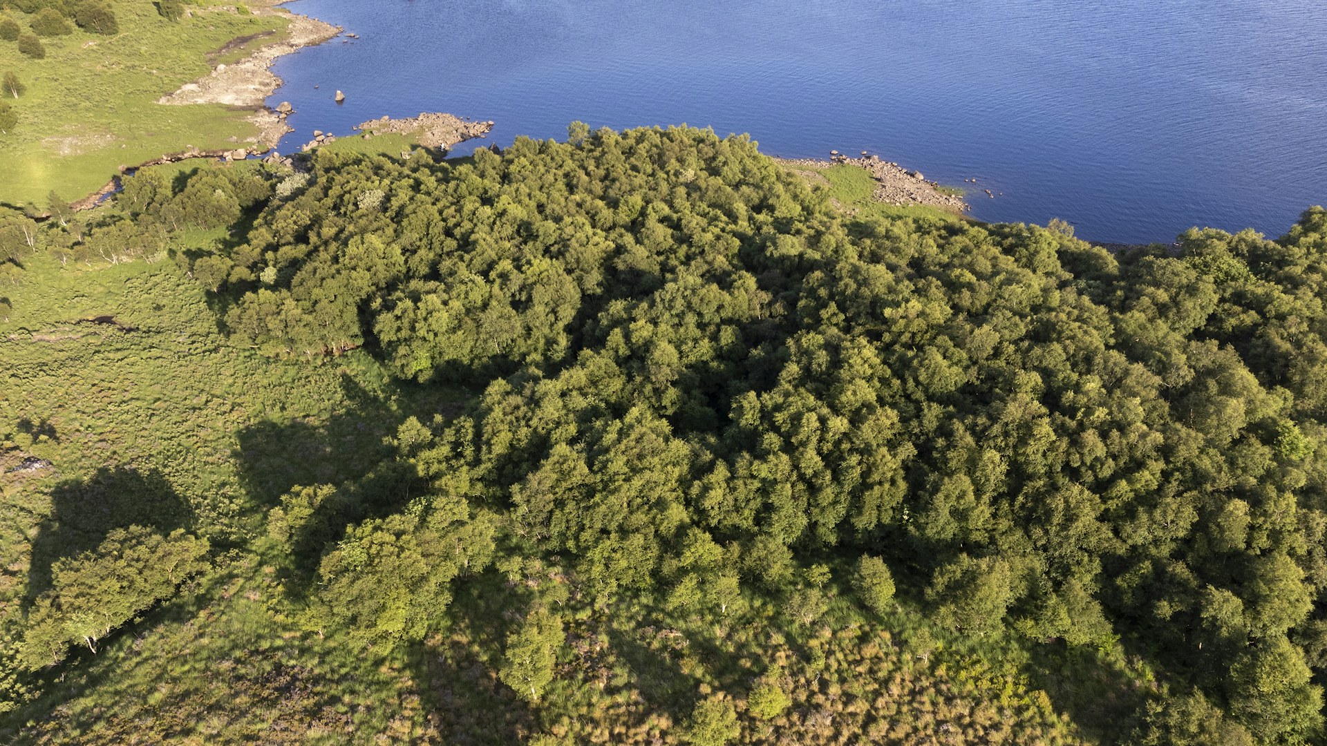Aerial view of birch woodland
