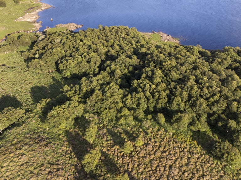 Aerial view of birch woodland