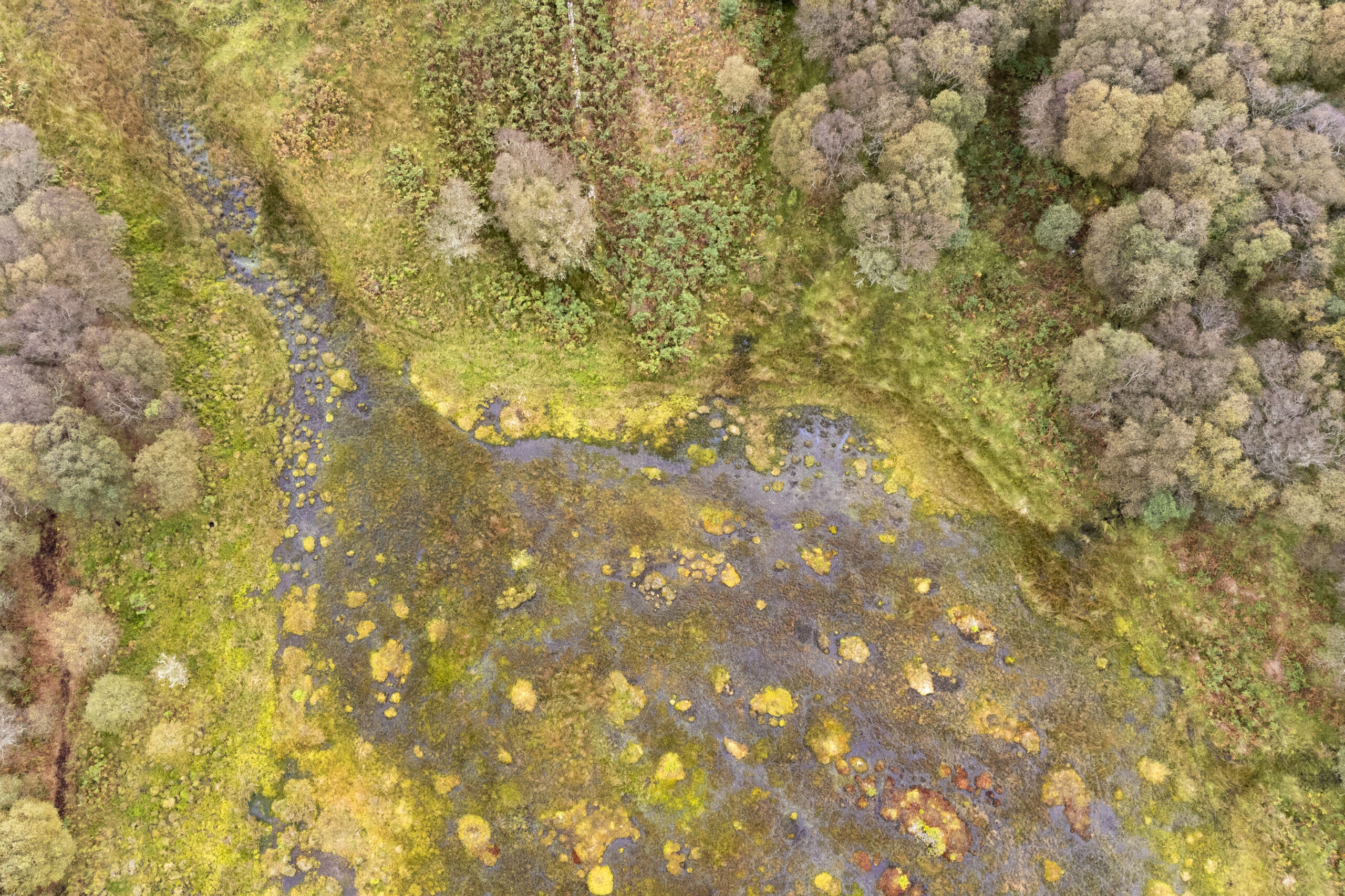 Aerial view of bog habitat showing extensive areas of sphagnum moss, Ardnackaig, Argyll.