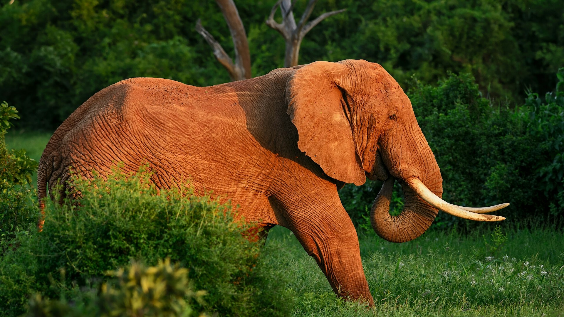 African bush elephant