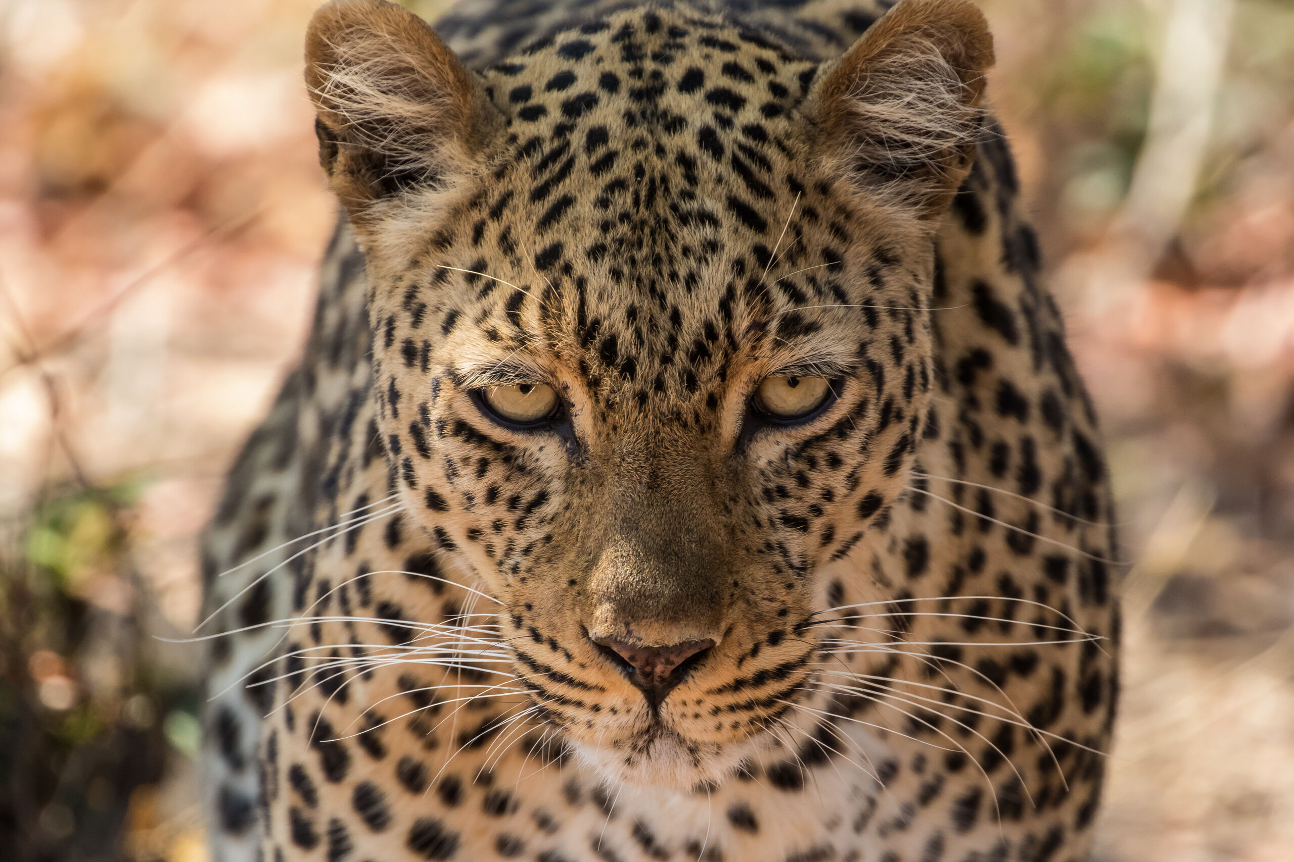 Close-up of an African leopard.