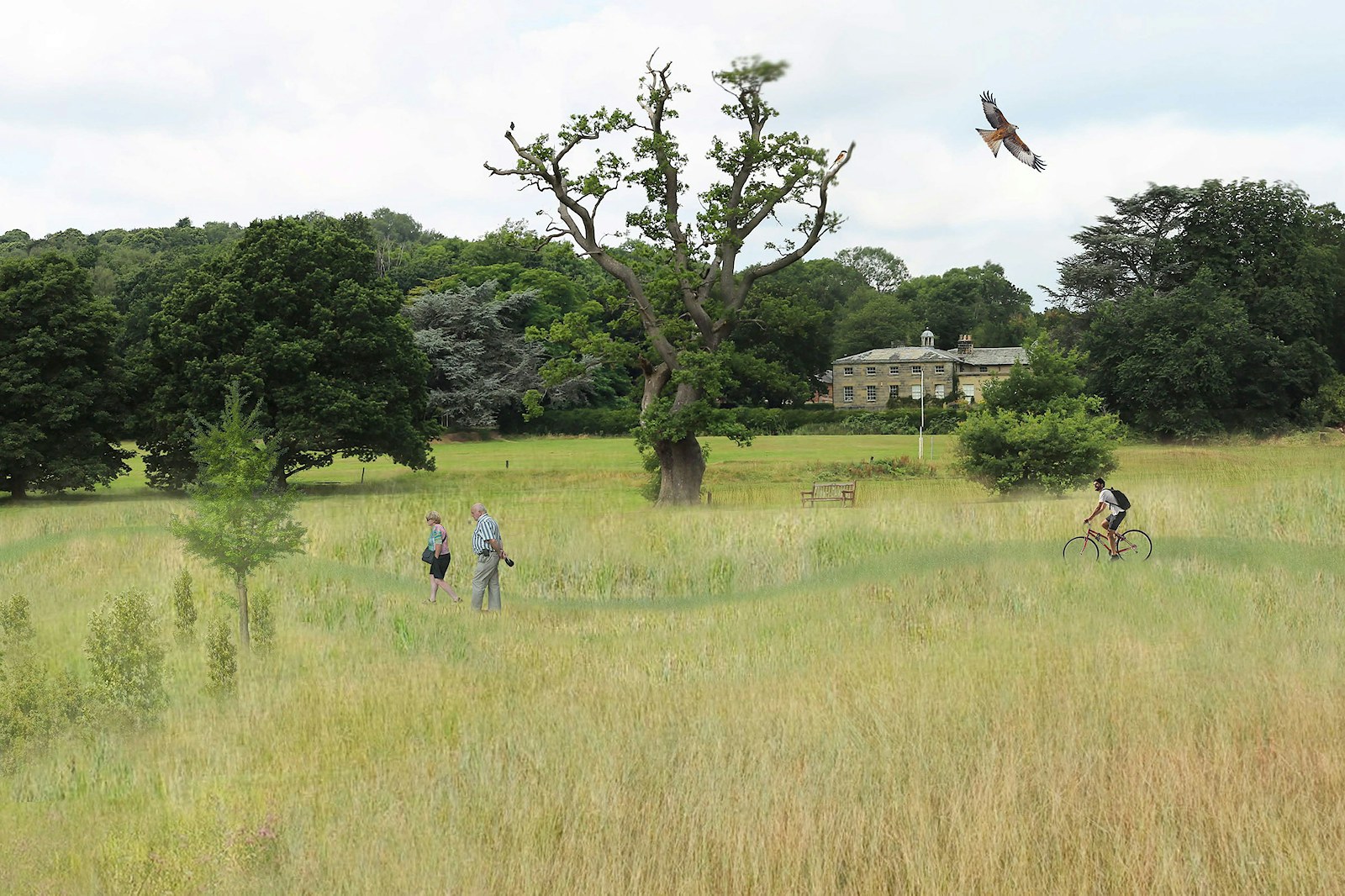 Allestree park rewilding