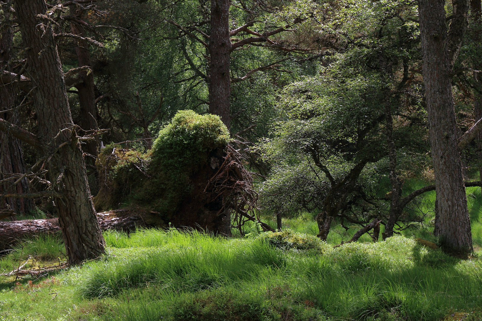 Ancient woodlands at Bunloit, Highlands Rewilding