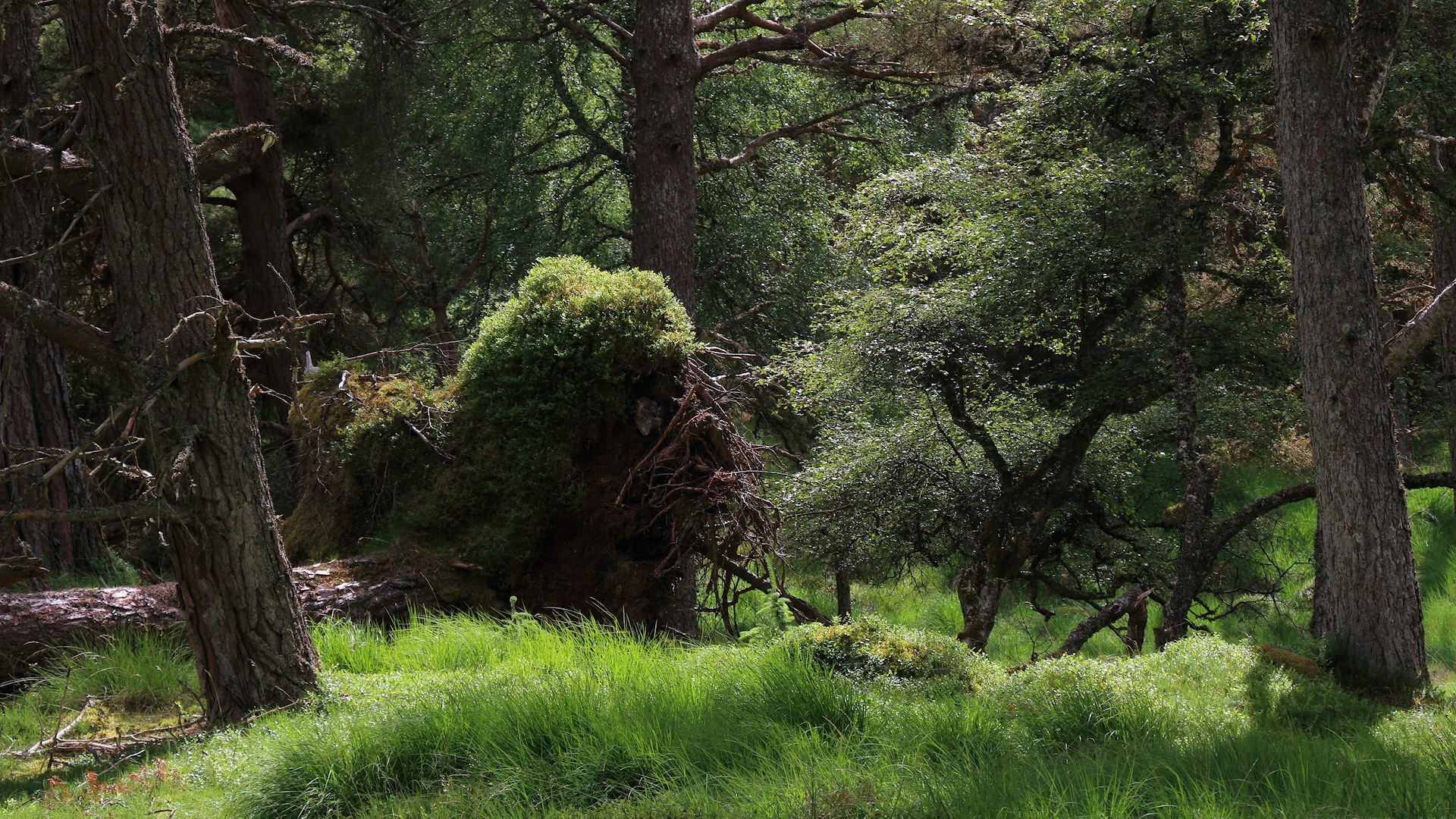 Ancient woodlands at Bunloit, Highlands Rewilding