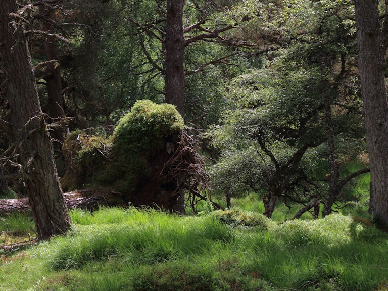 Ancient woodlands at Bunloit, Highlands Rewilding