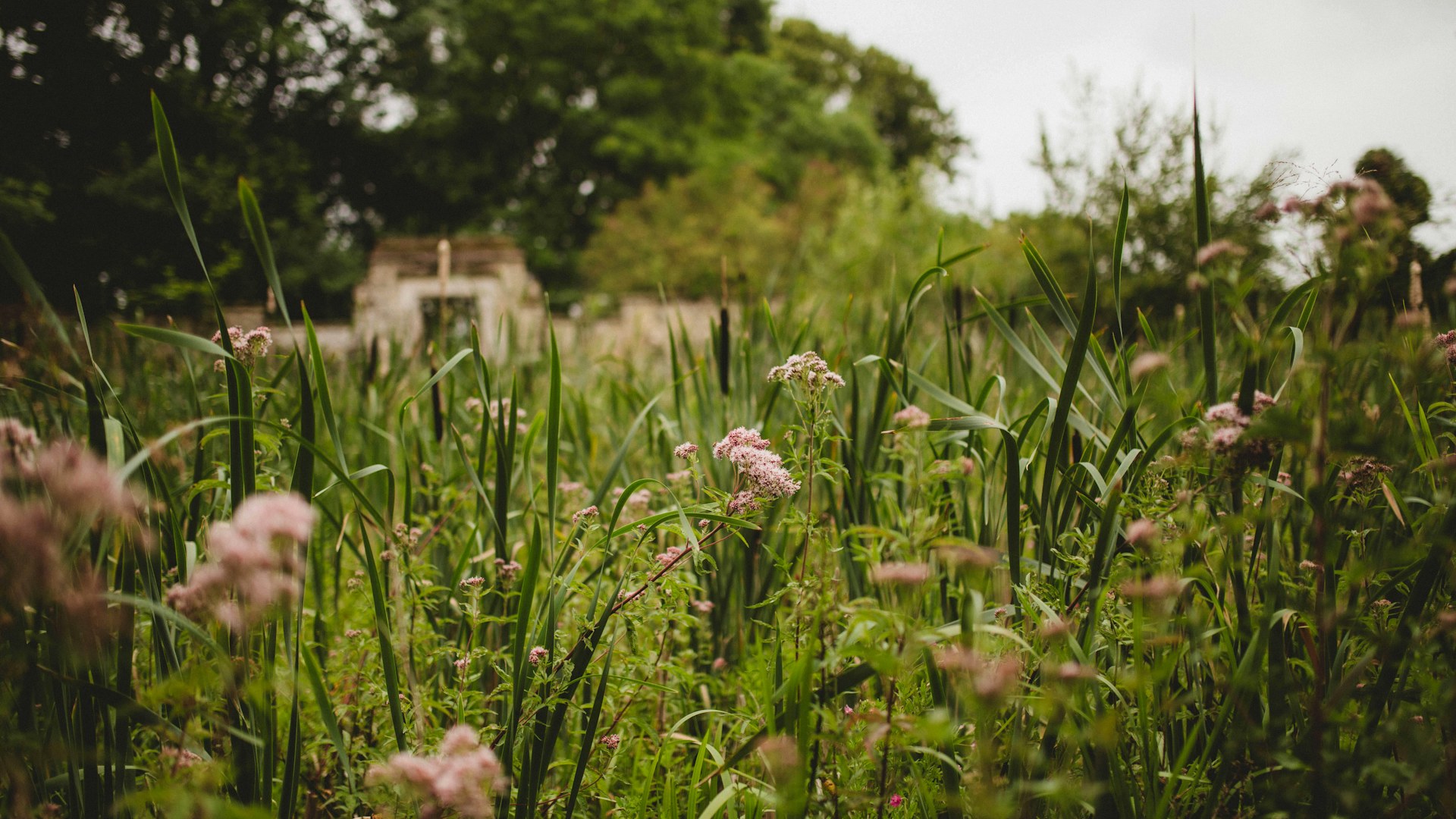 Wildflower meadow at Ashton Estate in Northamptonshire with a building and some trees visible in the background