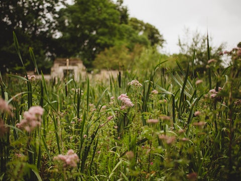 Wildflower meadow with building visible in the background, Ashton Estate, Northamptonshire
