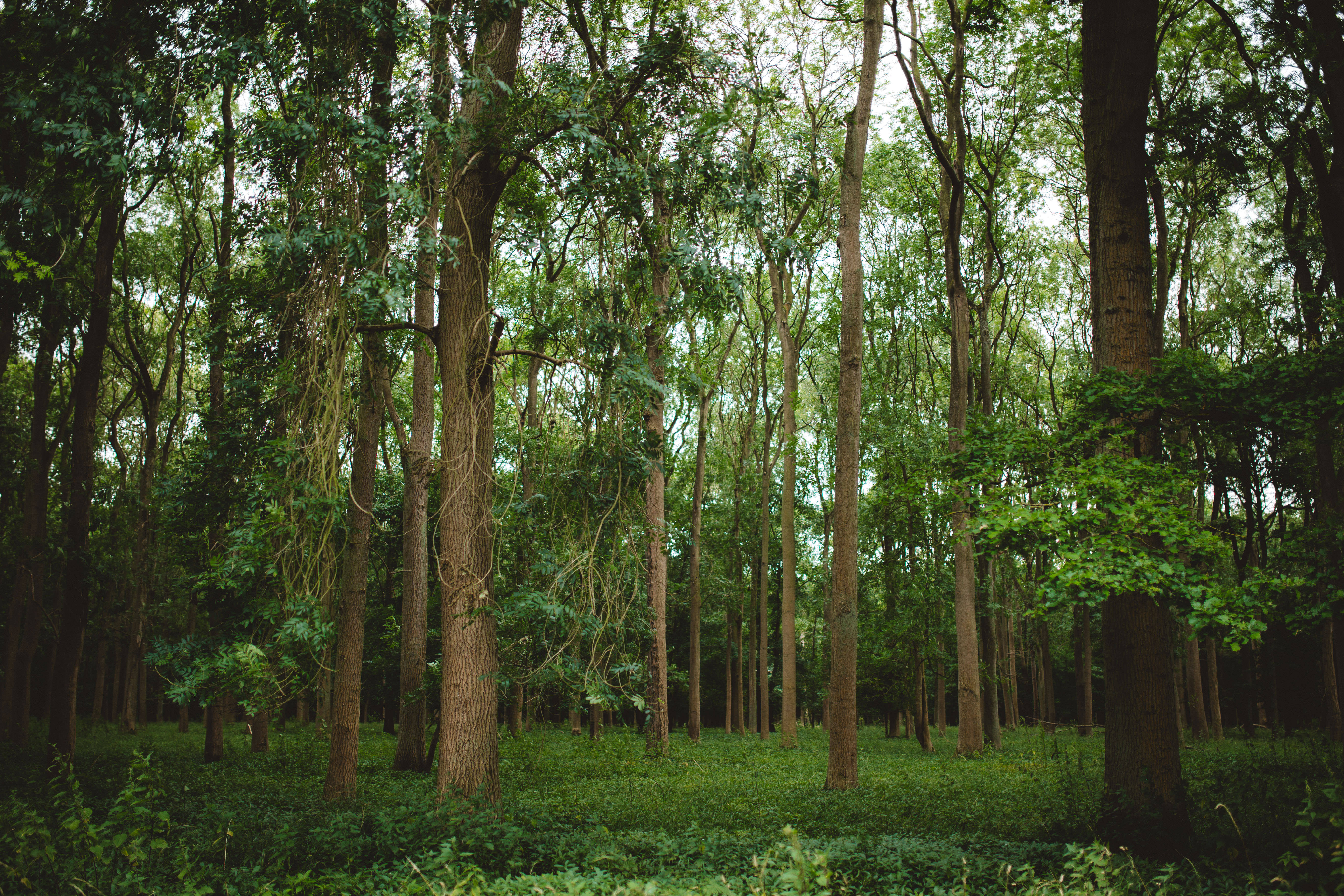 Ashton Estate Rewilding Project Rewilding Britain