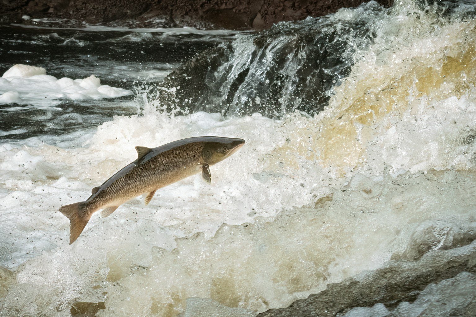 Photo of an Atlantic salmon leaping out of the water up a river.
