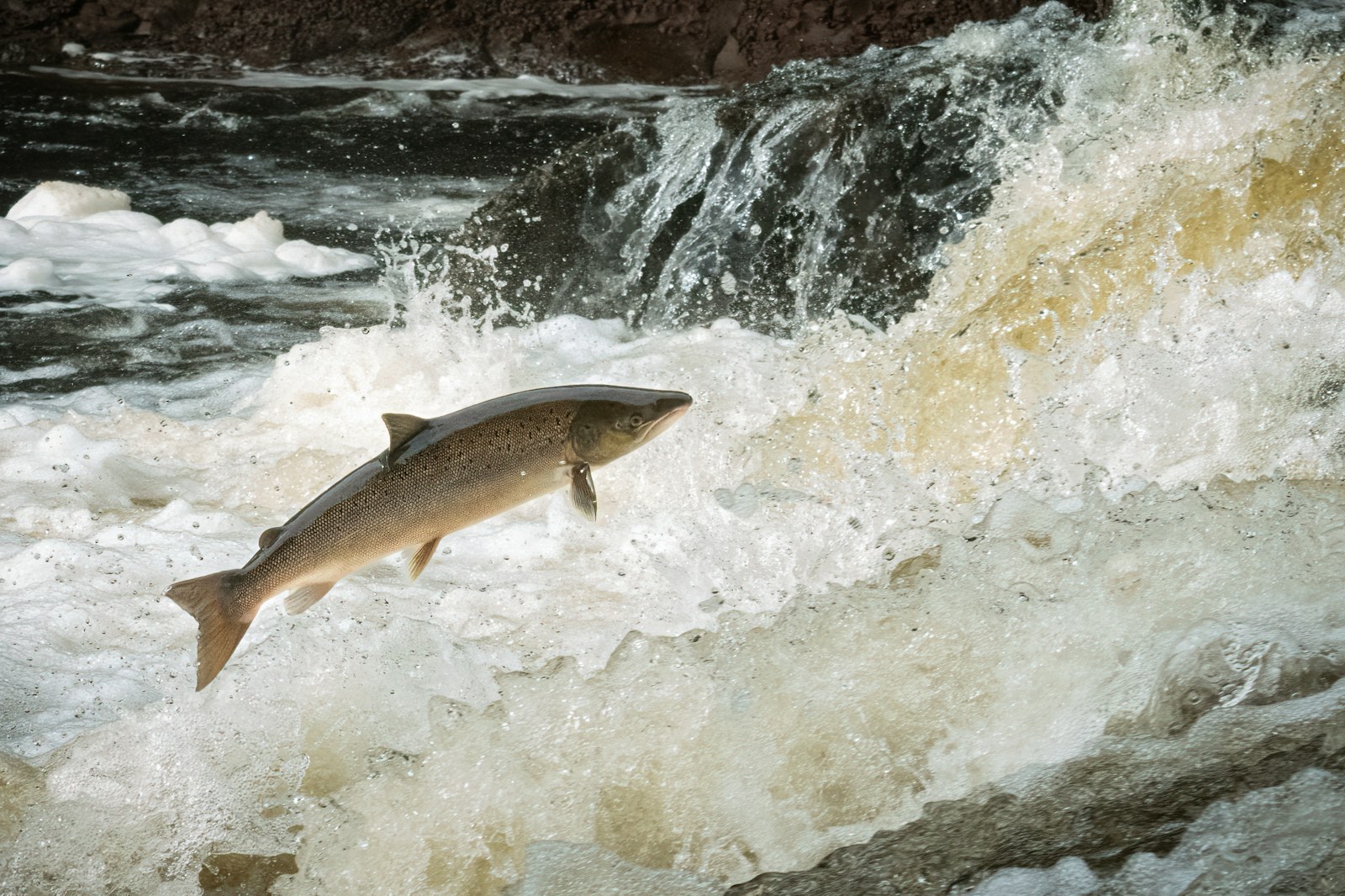 Photo of an Atlantic salmon leaping out of the water up a river.