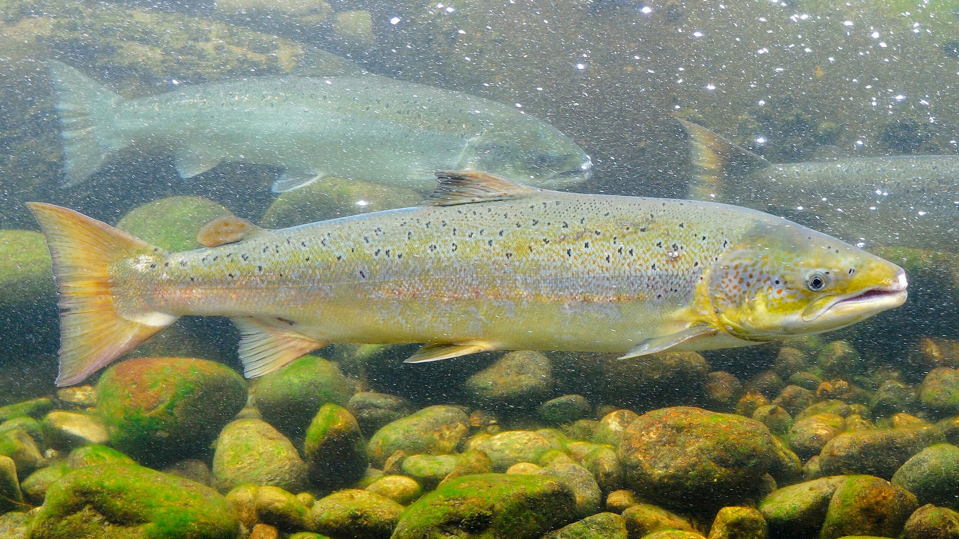 Underwater photo of Atlantic salmon on a bed of rocks