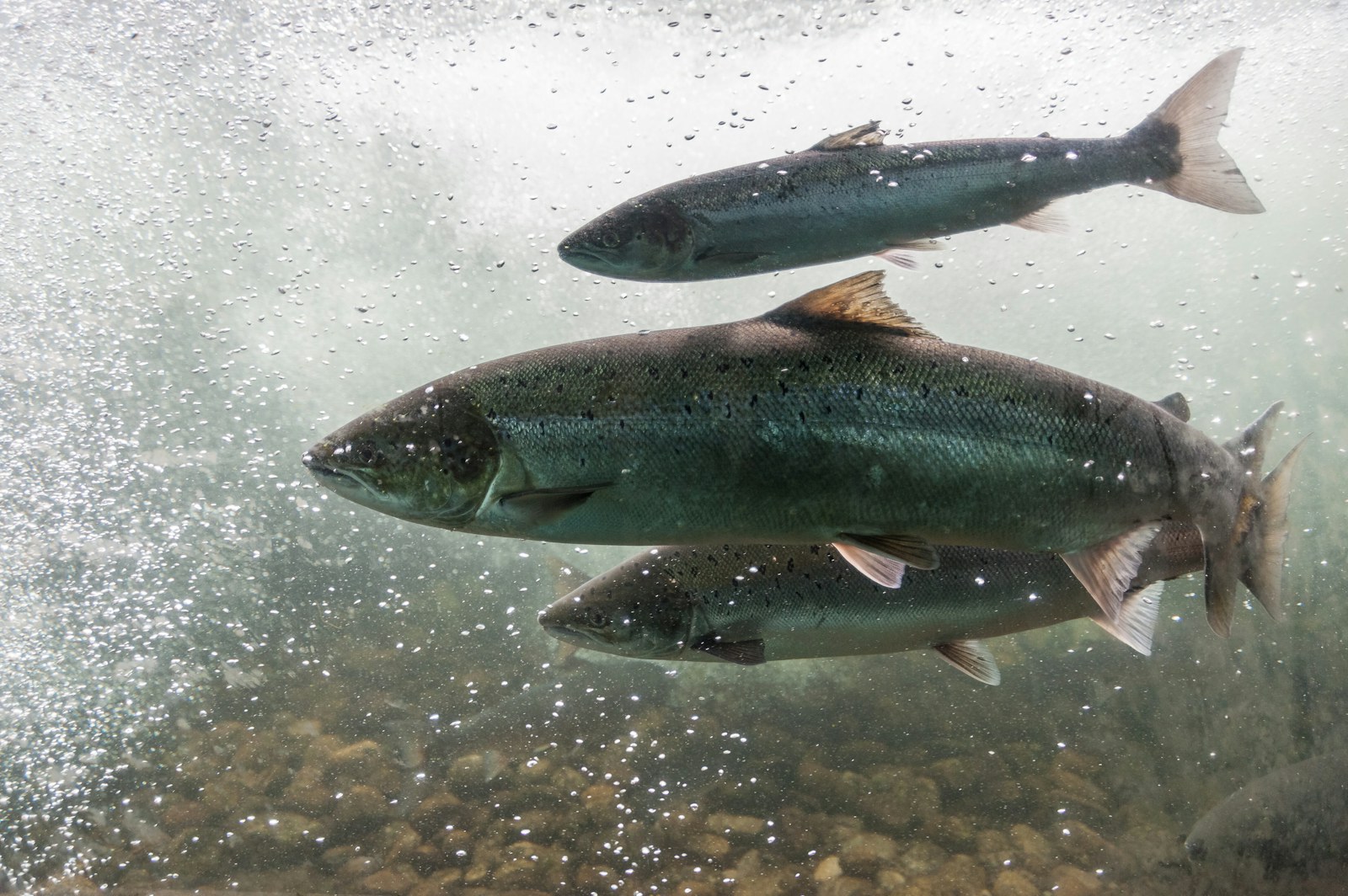 Underwater photo of three Atlantic salmon swimming against the current of a river.