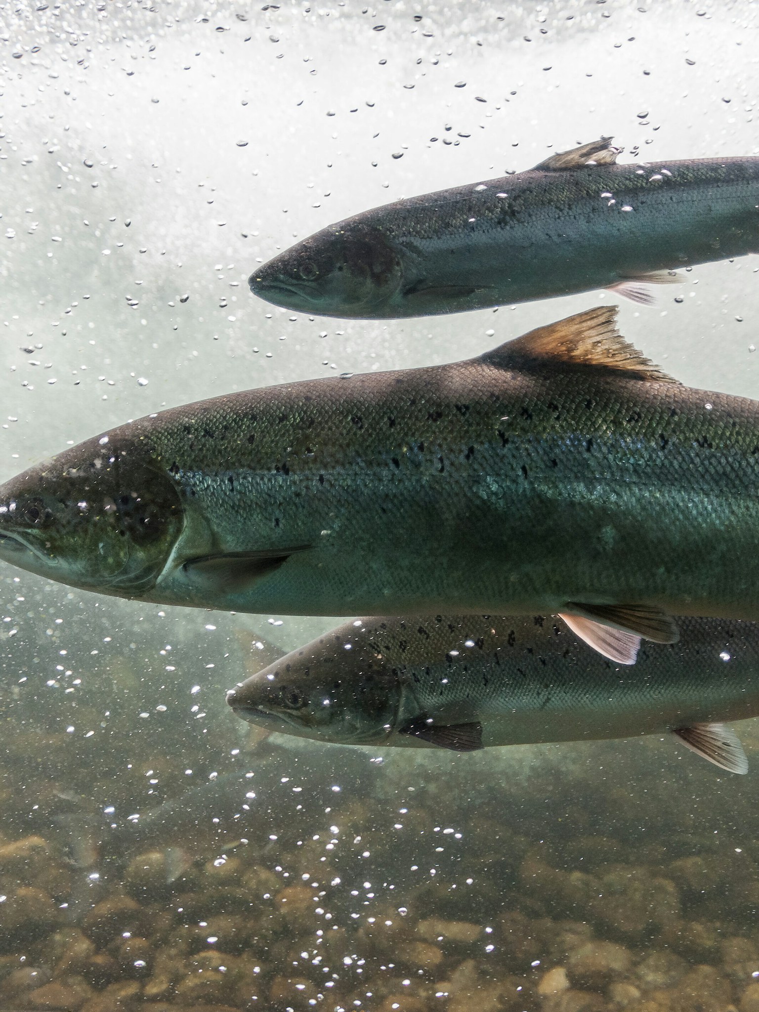 Underwater photo of three Atlantic salmon swimming against the current of a river.