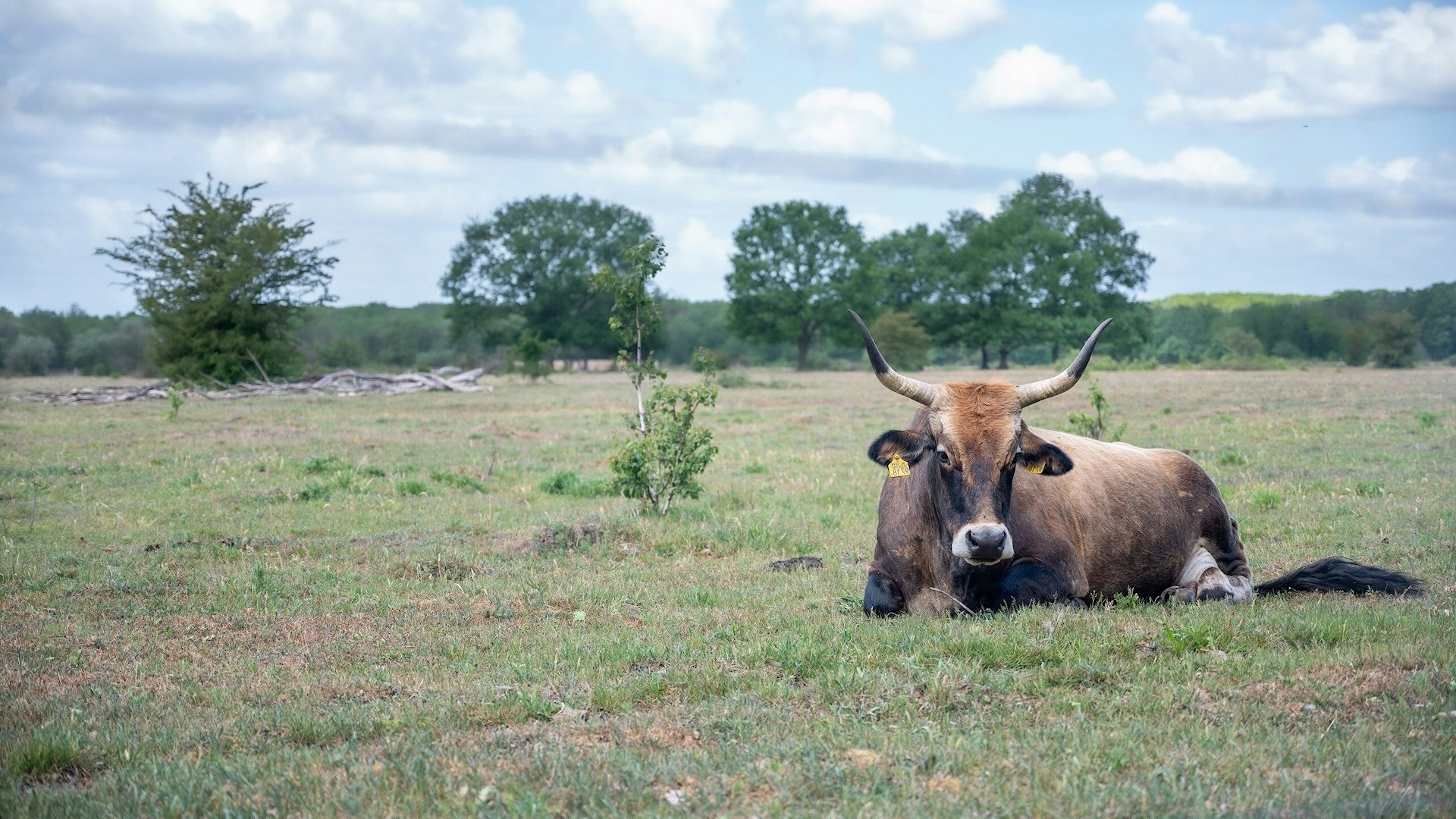 Tauros cow in the Maashorst, Netherlands