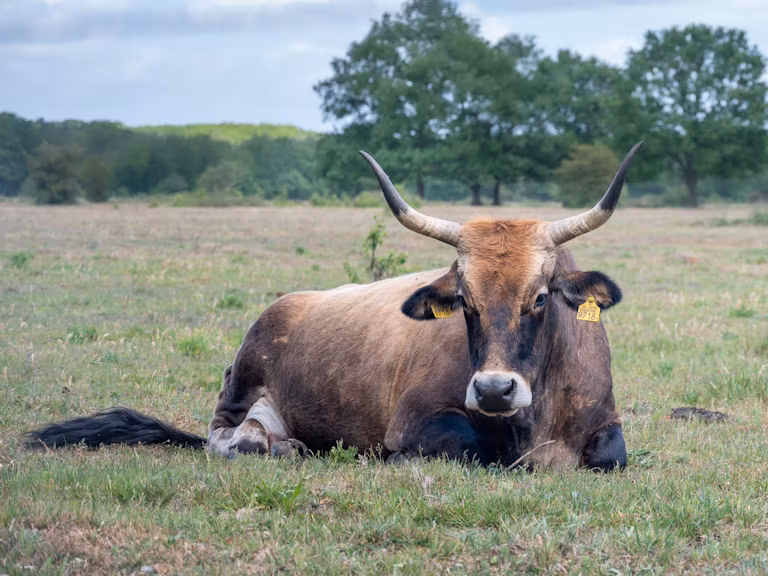 Aurochs tauros