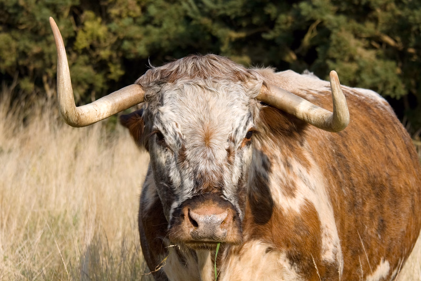 Aurochs longhorn cow