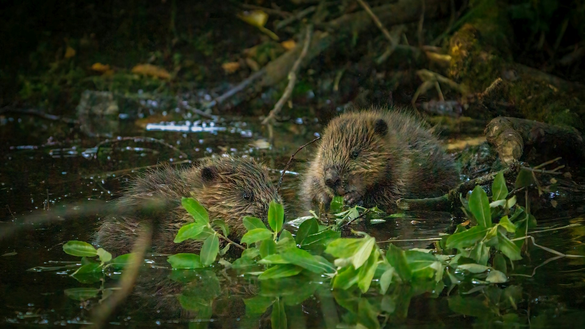 Baby beavers