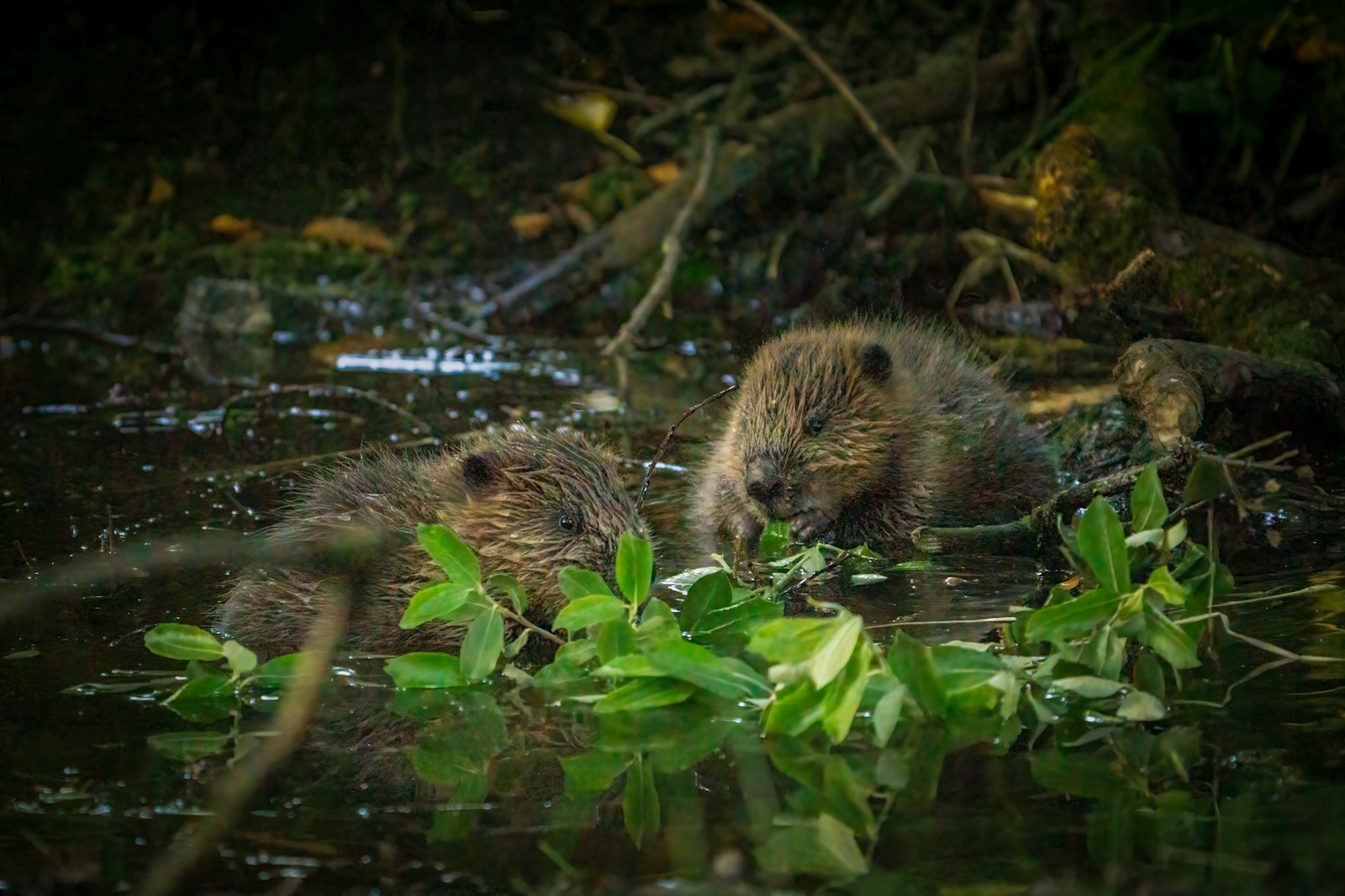 Baby beavers