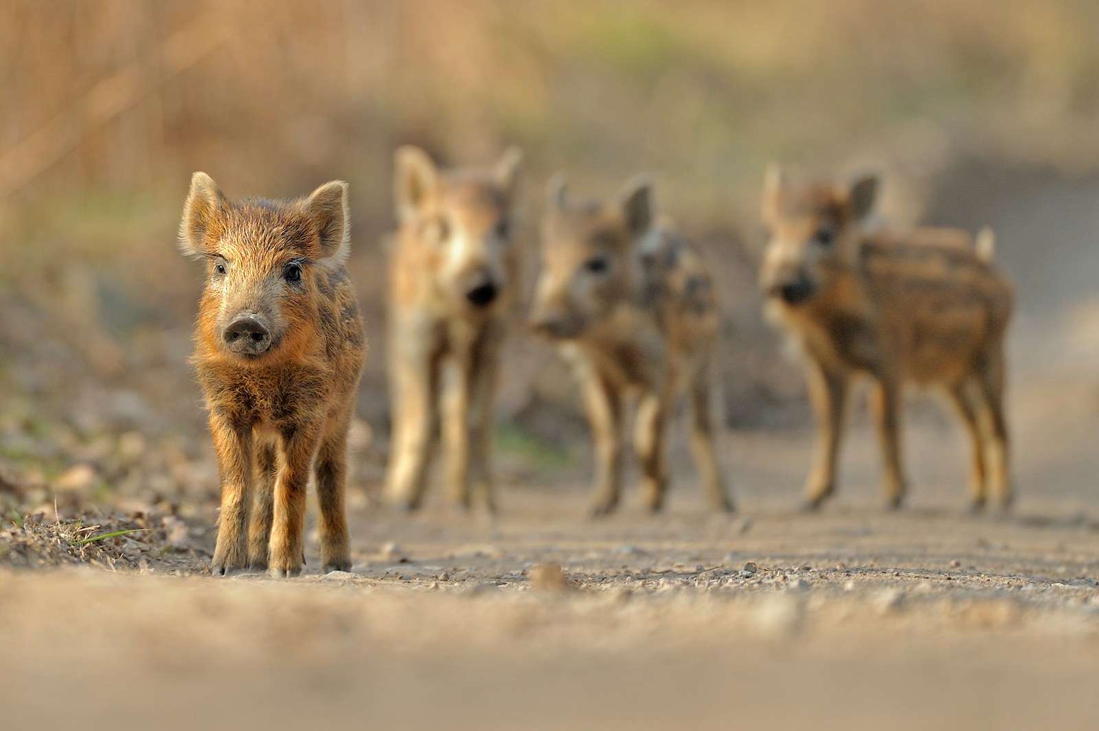 Baby boar