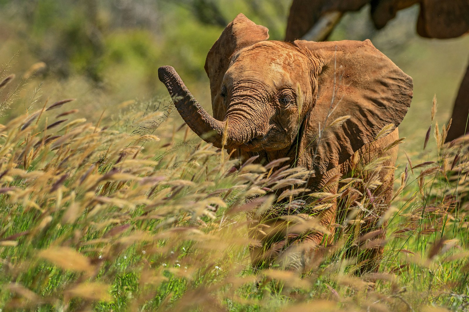 Baby elephant