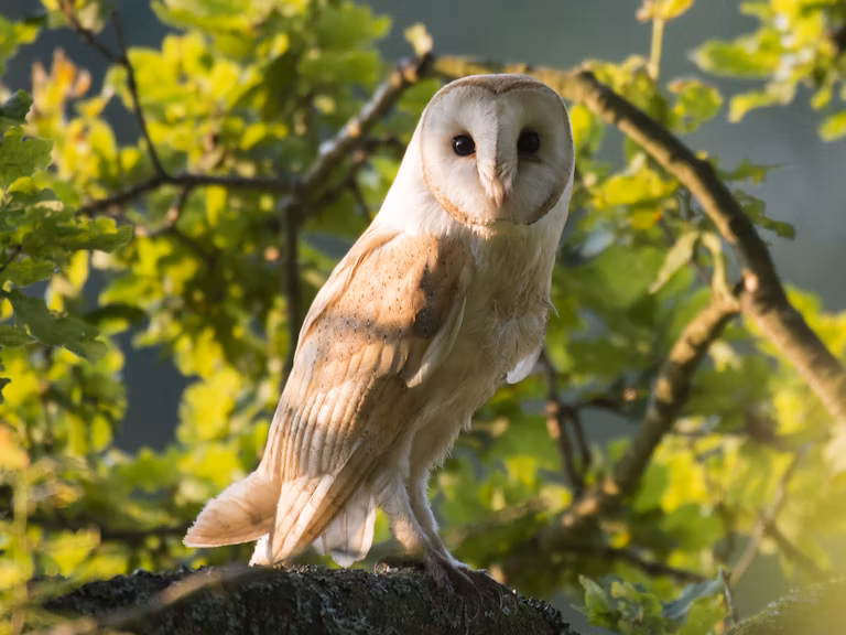 Barn owl in oak tree