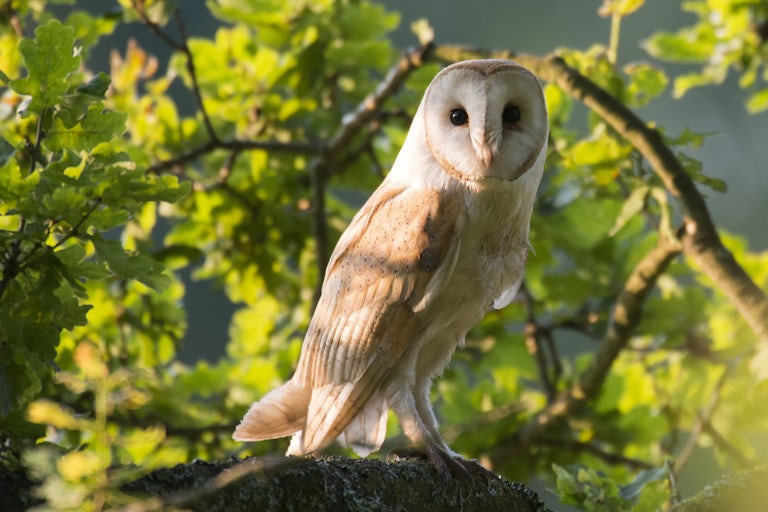 Barn owl in oak tree