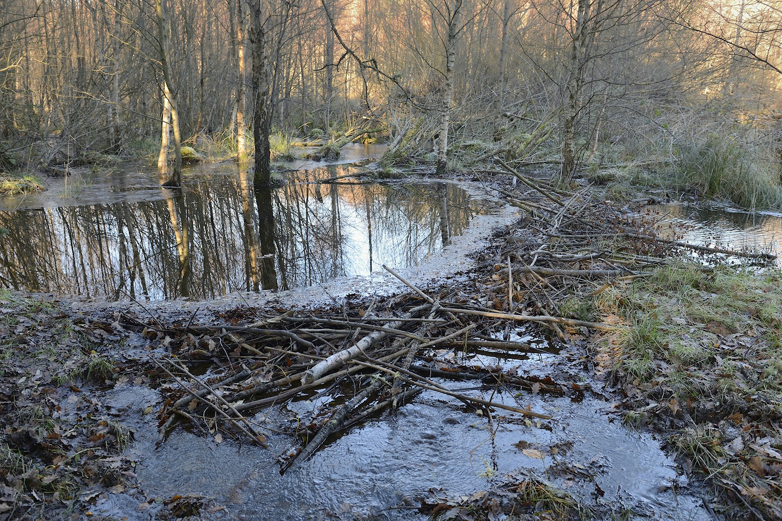 Beaver dam