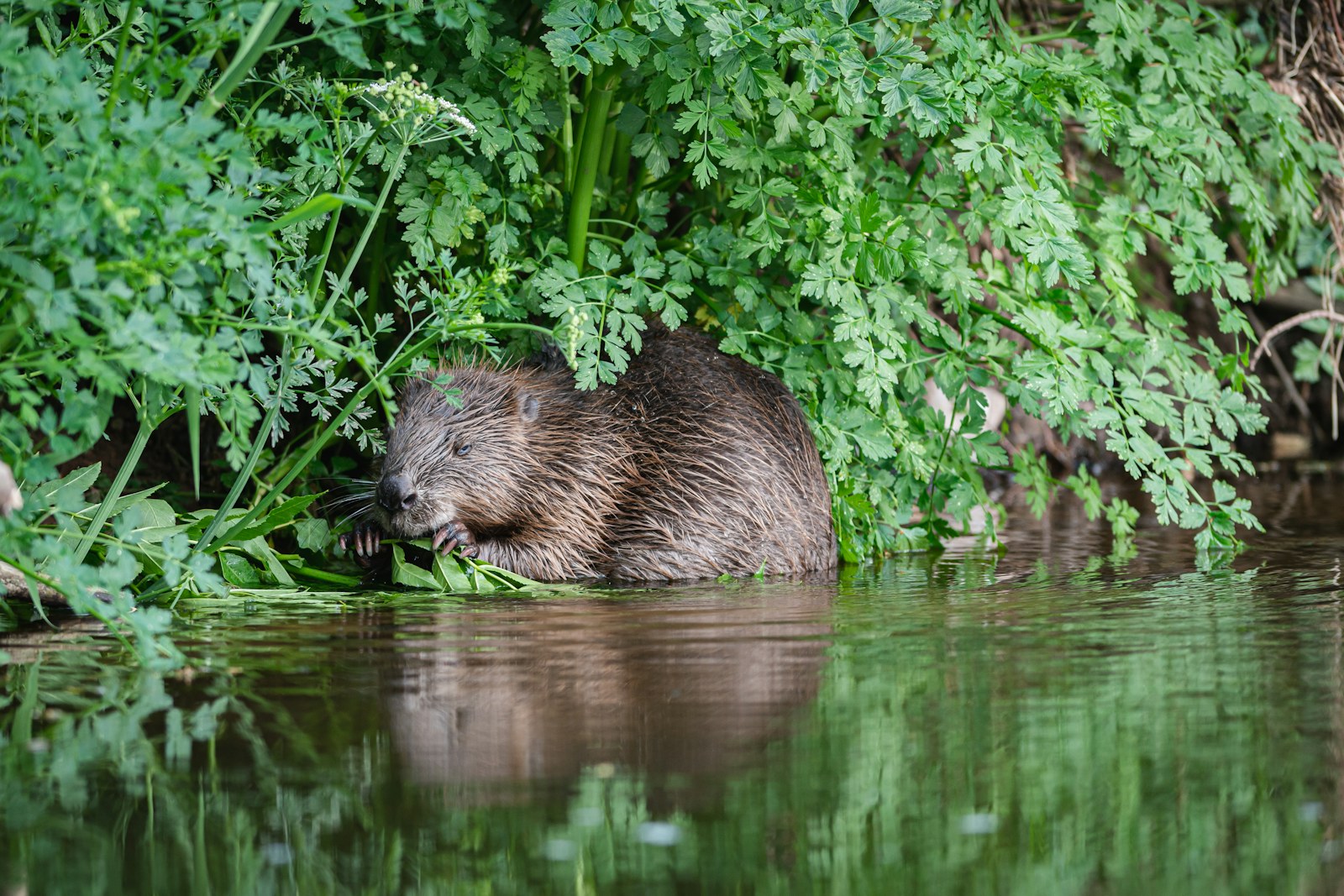 Beaver devon