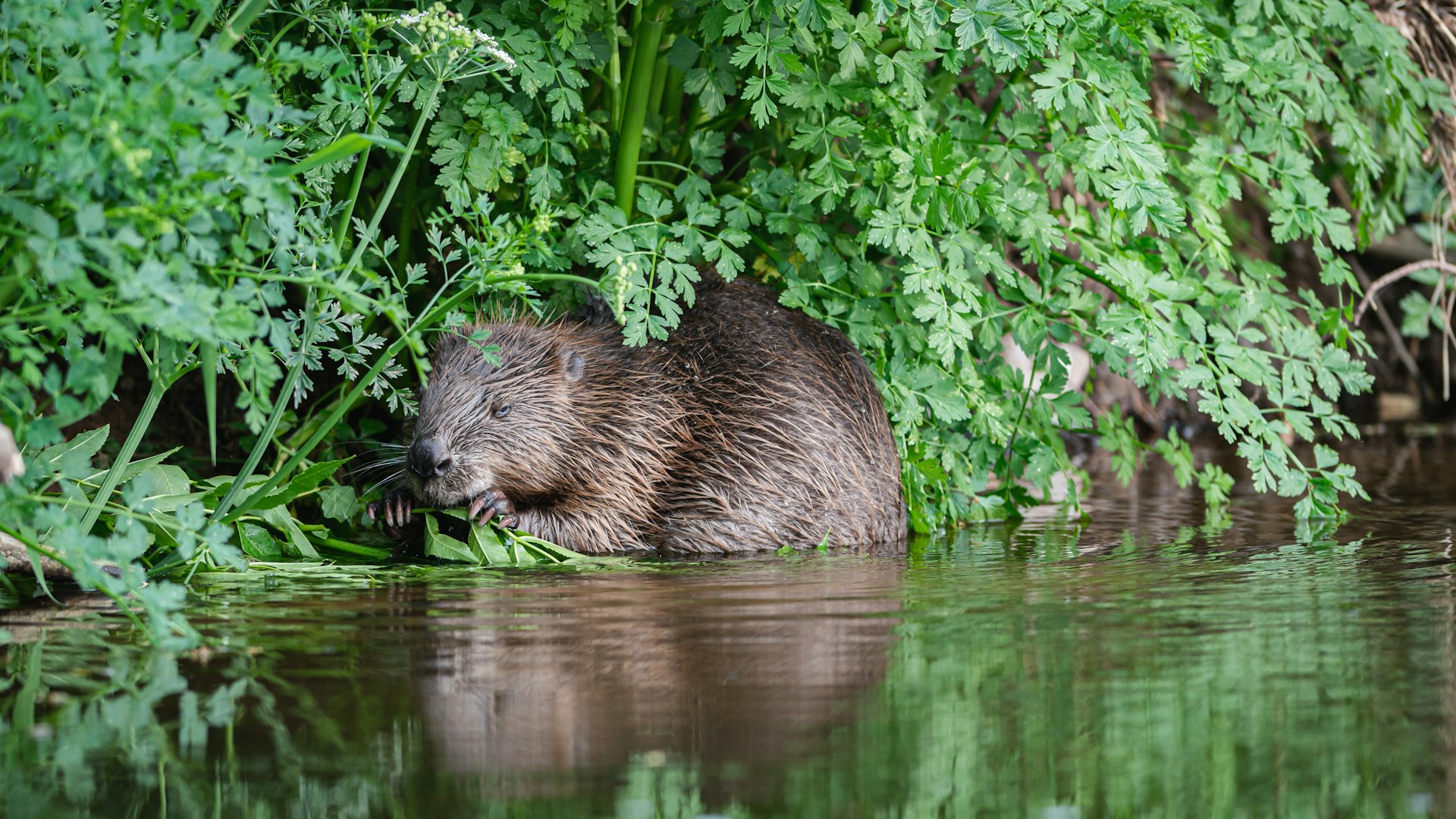 Beaver devon