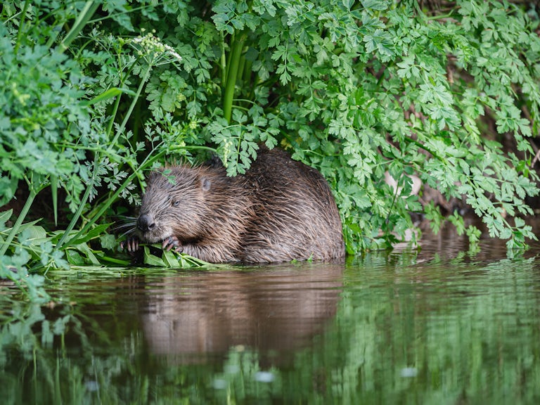 Beaver devon