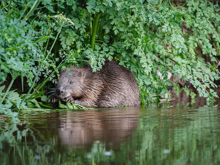 Beaver devon