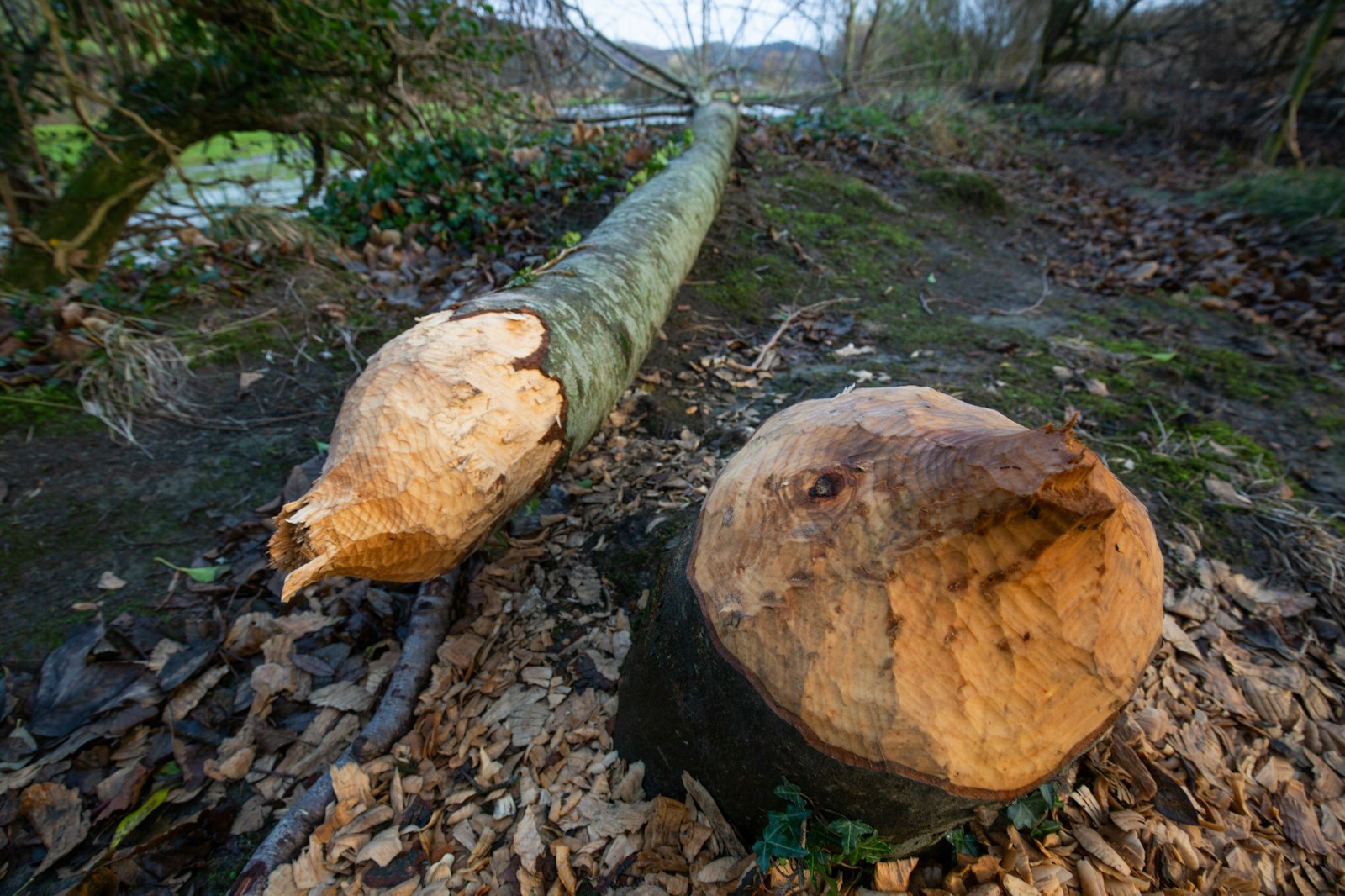 Beaver felled woodland