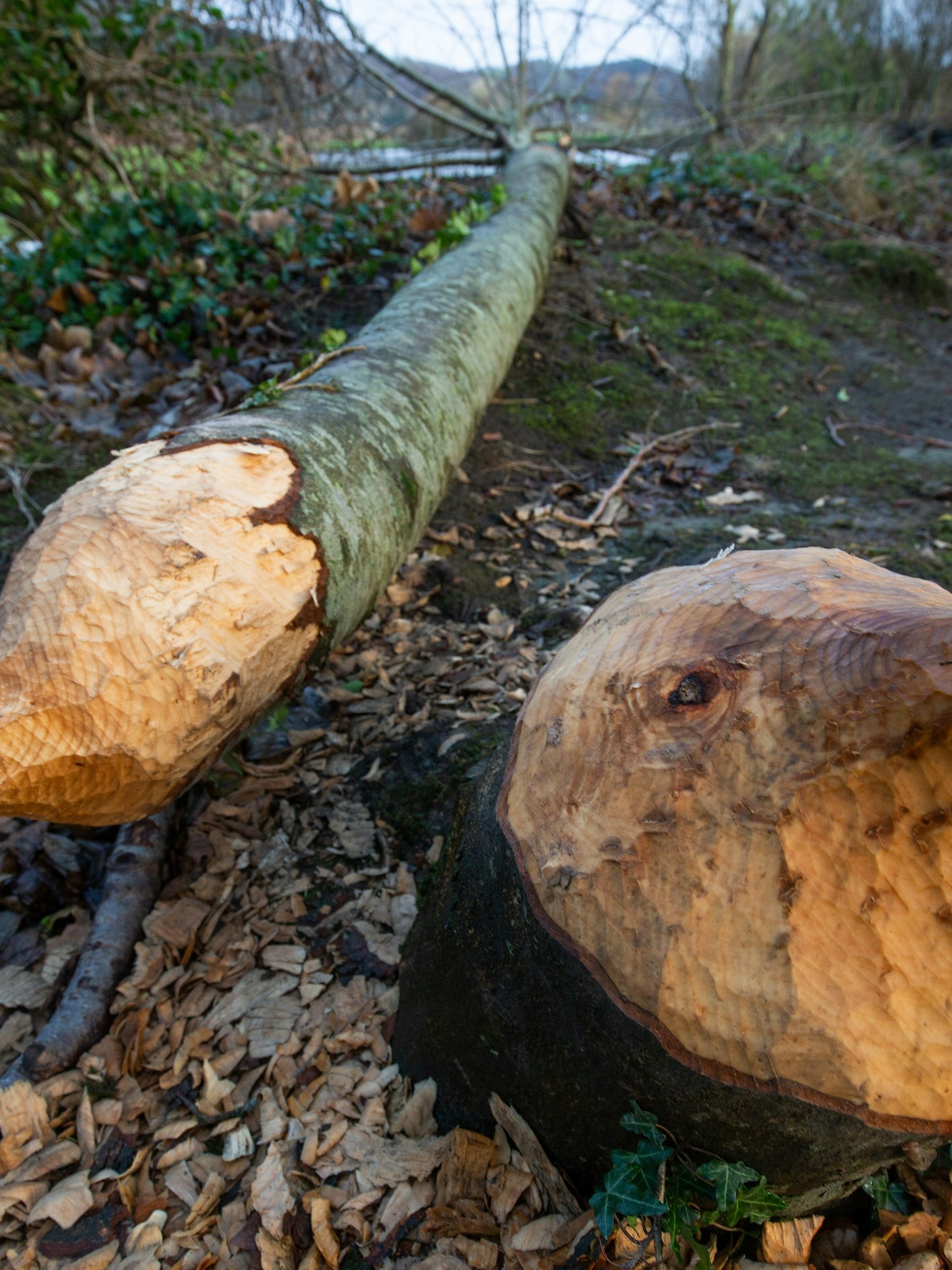 Beaver felled woodland