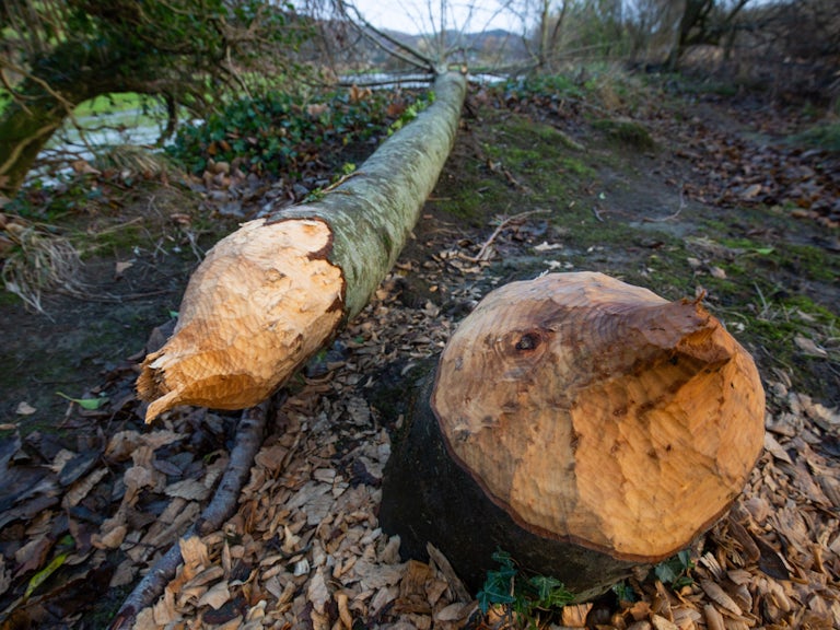 Beaver felled woodland