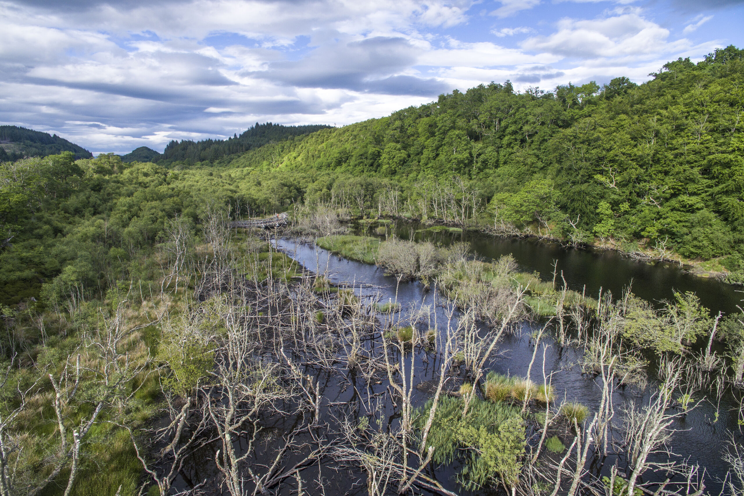 Beaver habitat c james shooter scotlandbigpicture com James Shooter scotlandbigpicture com Beaver habitat in Knapdale forest