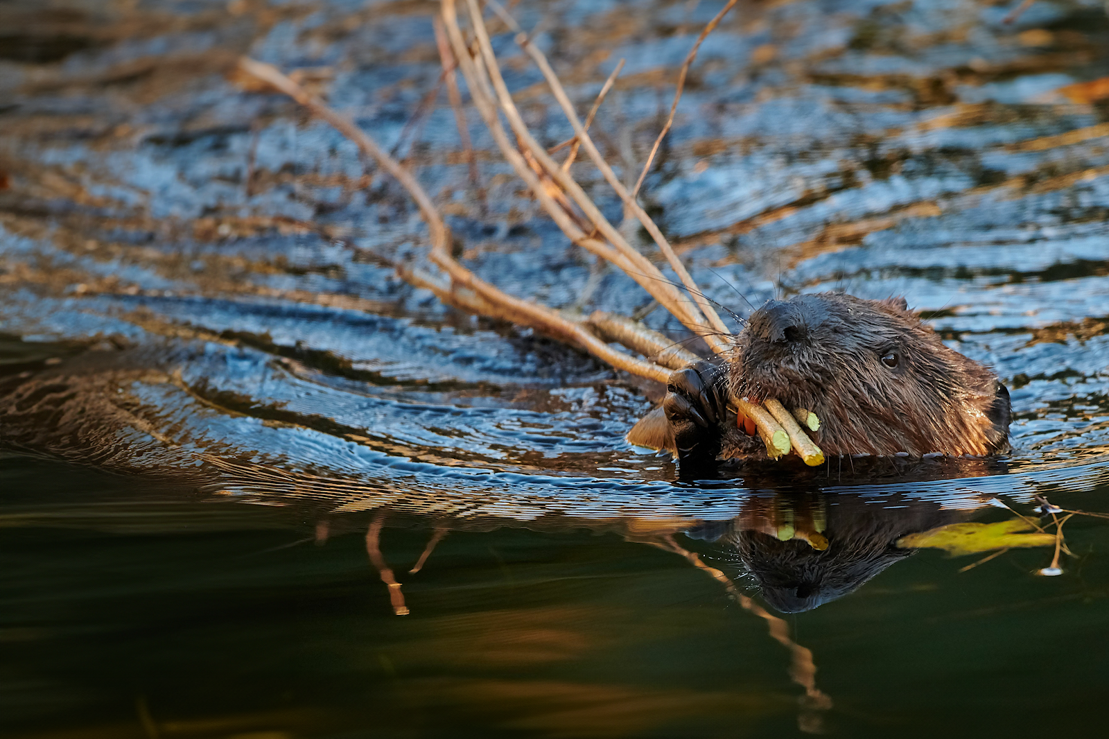 Beaver in water