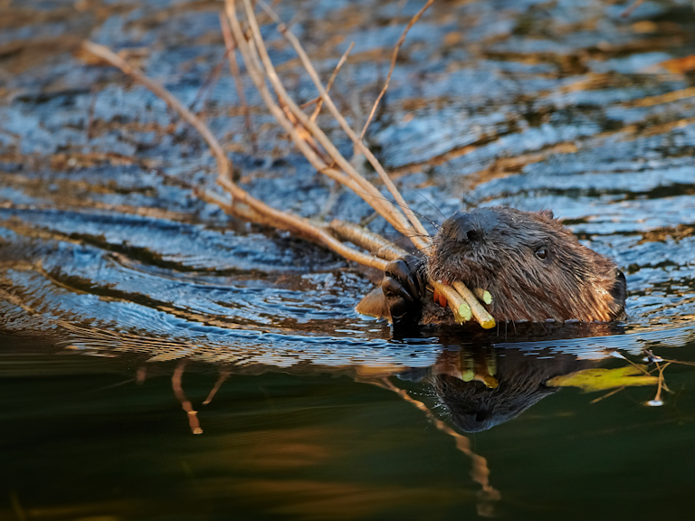 Beaver in water