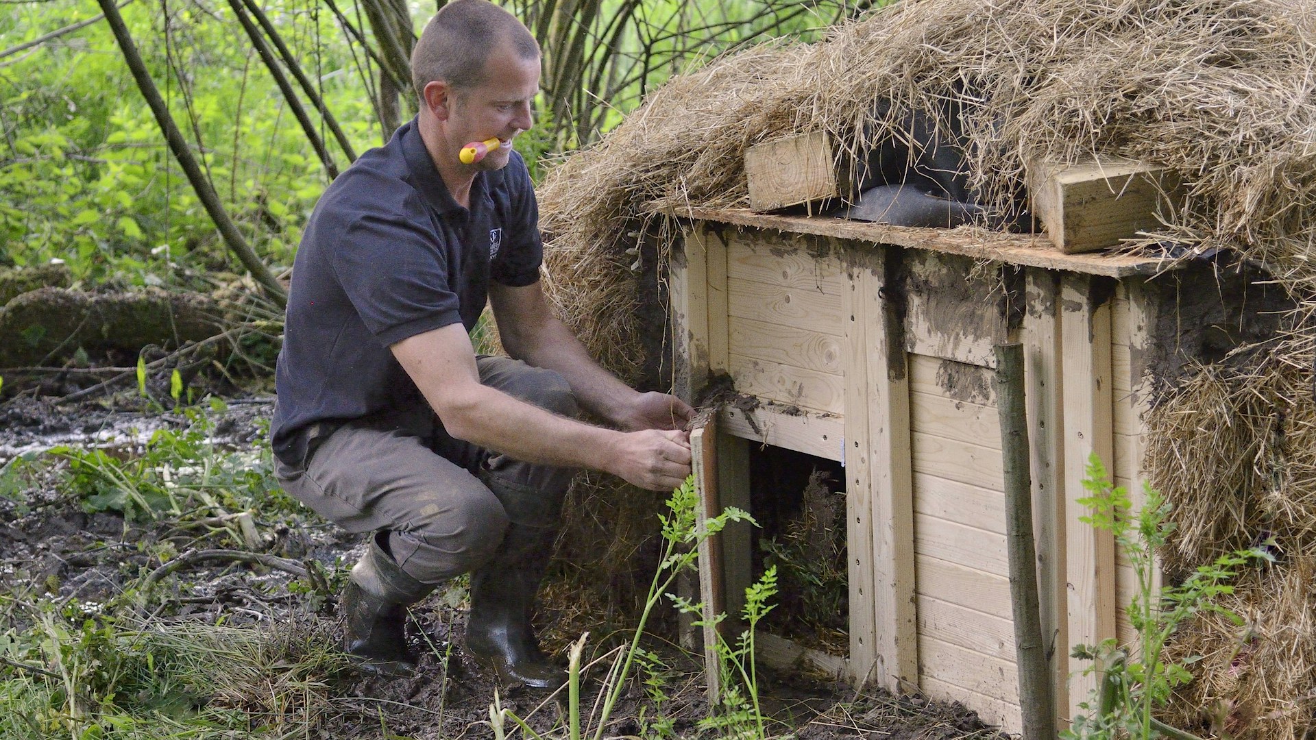 Beaver kennel