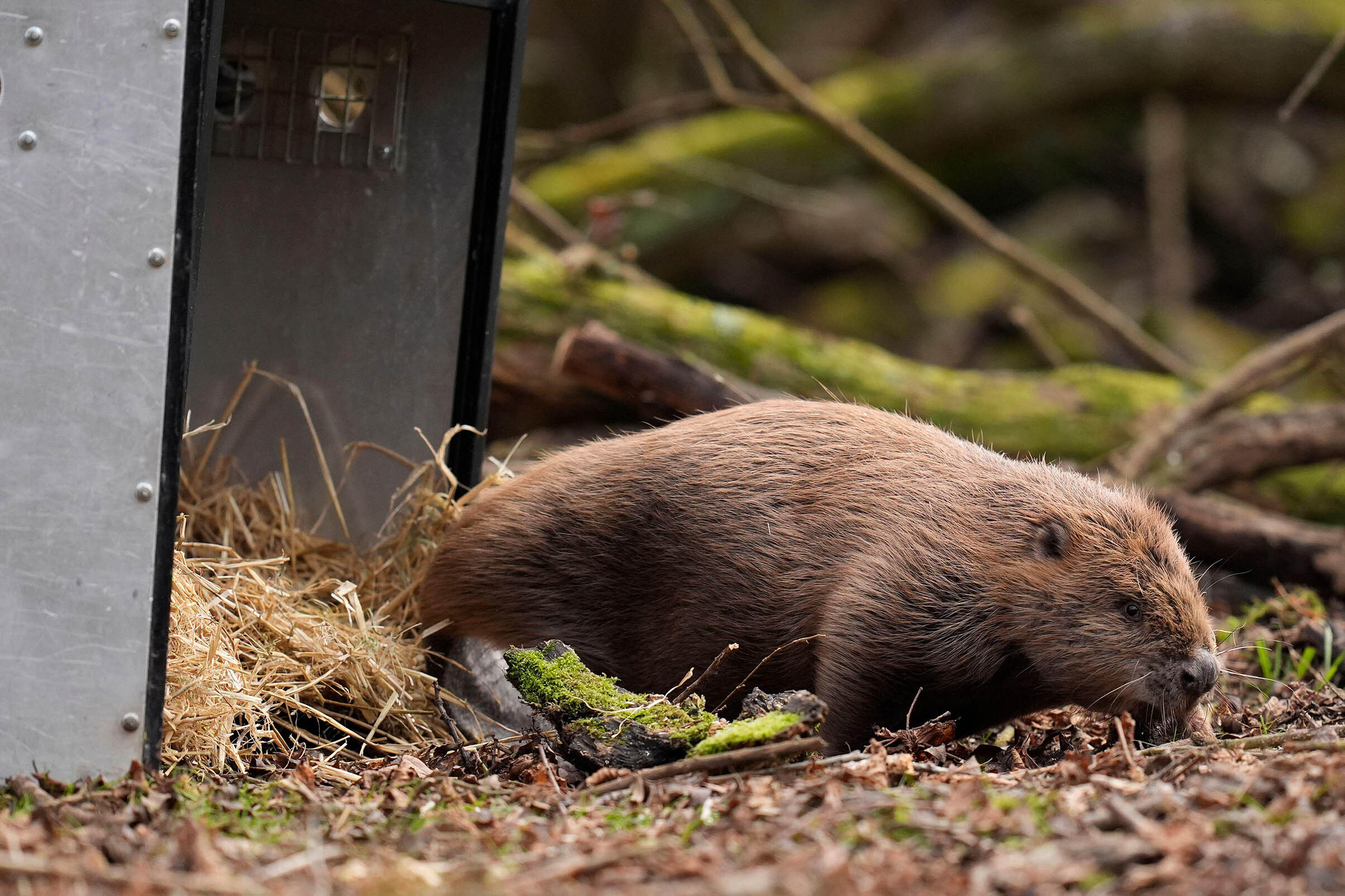 Eurasian beaver being released out of a box