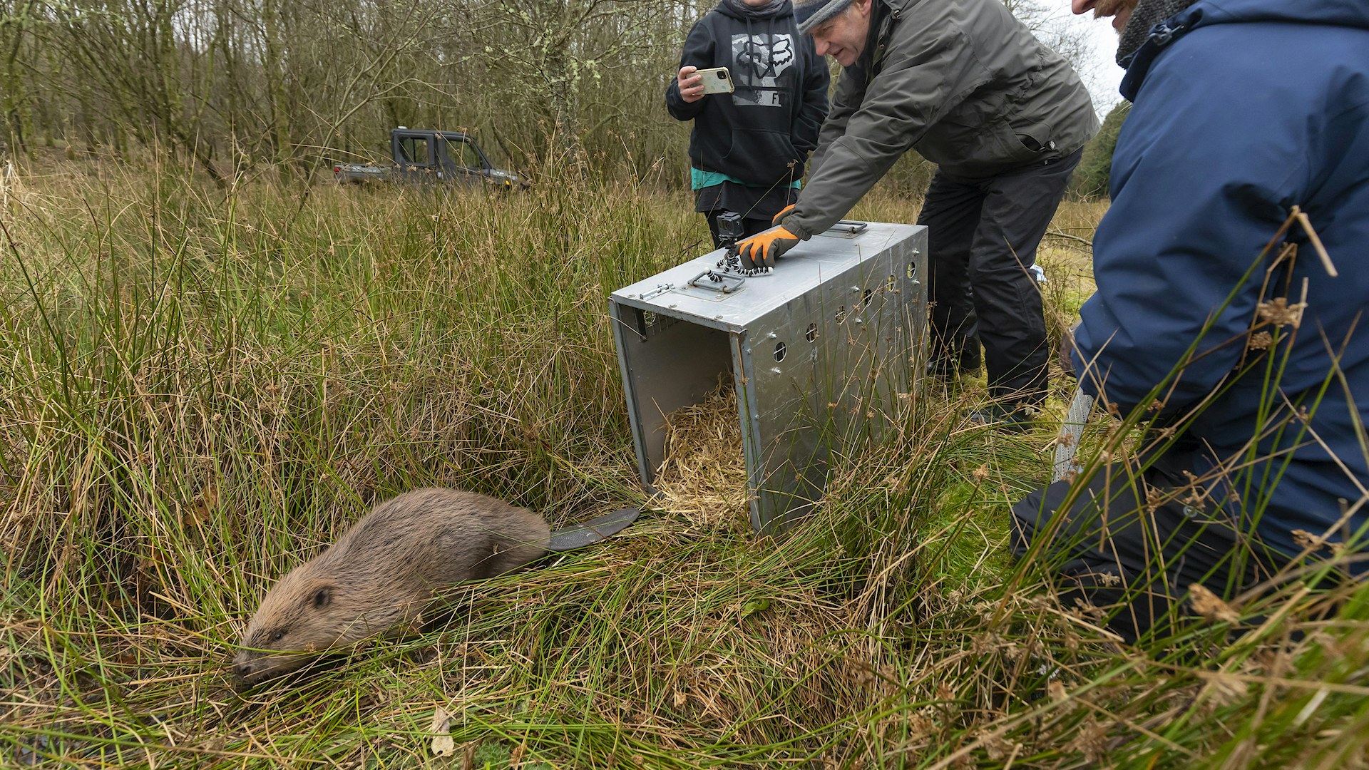 Beaver release