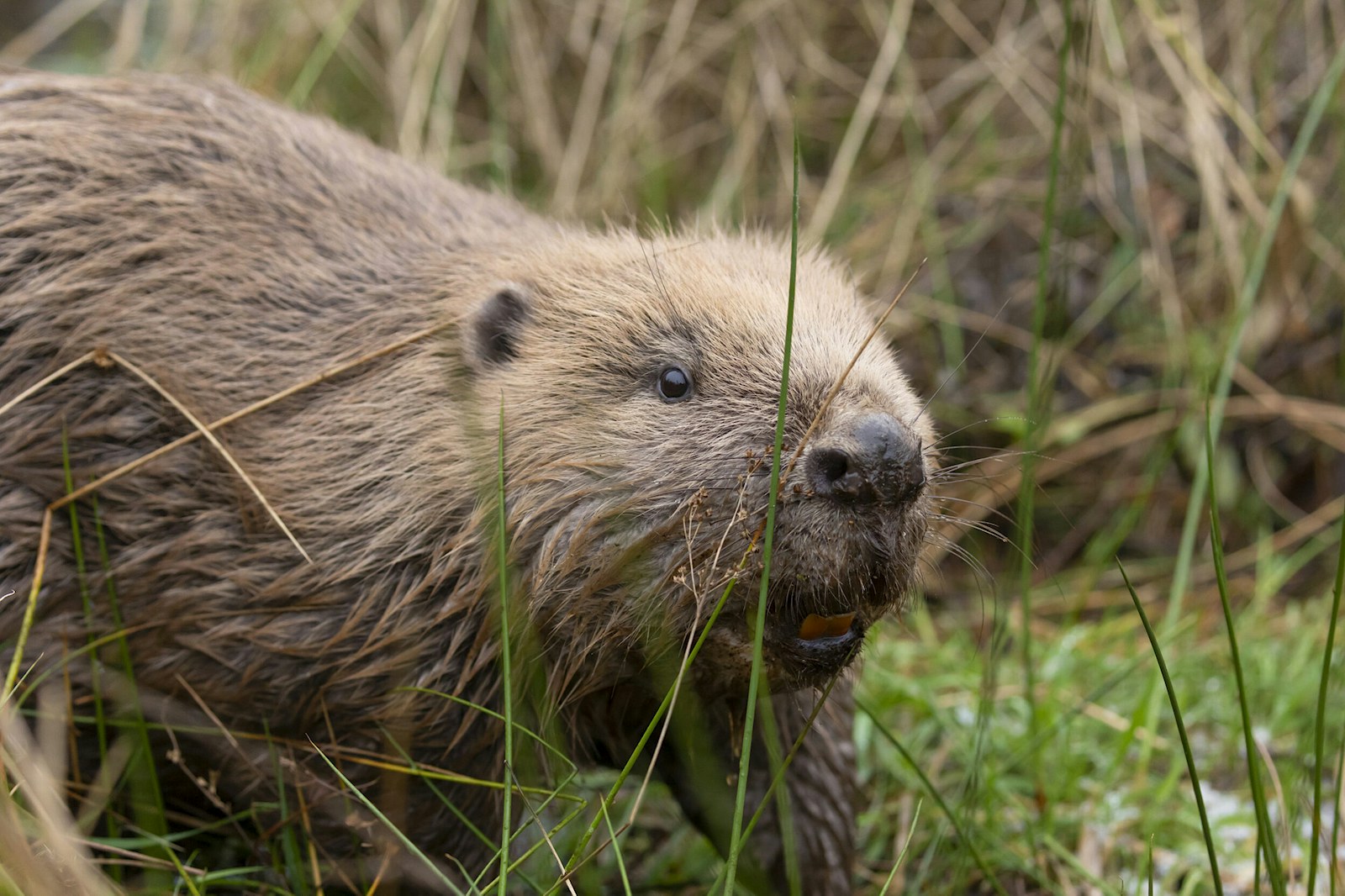 Beaver