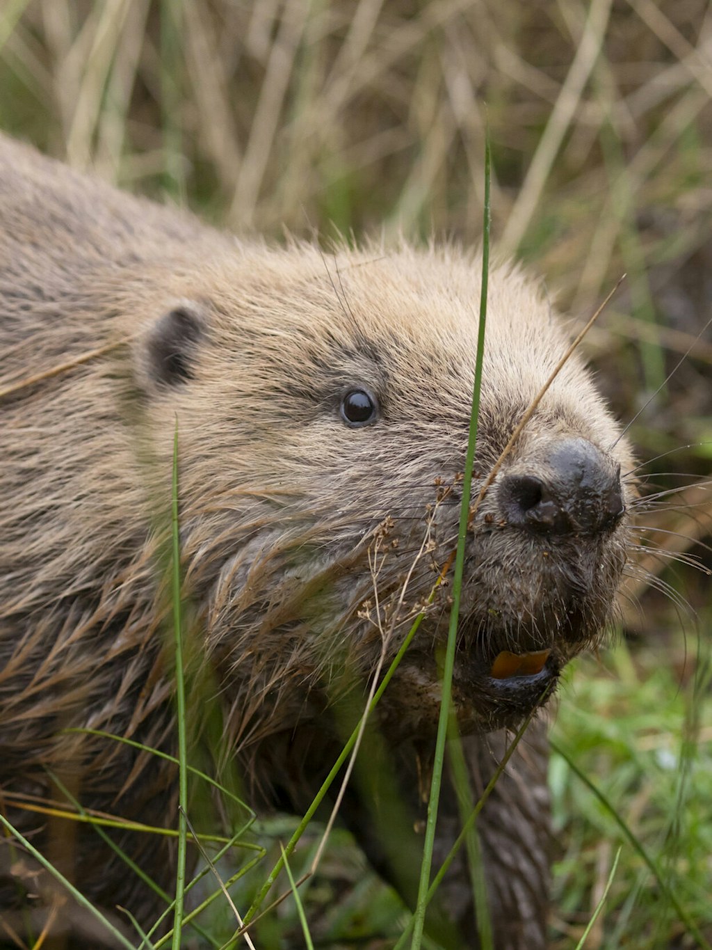Beaver