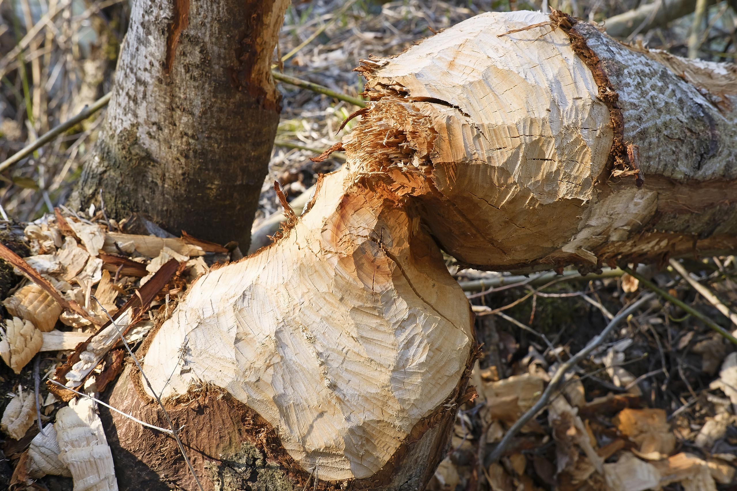 Beaver gnawed stump