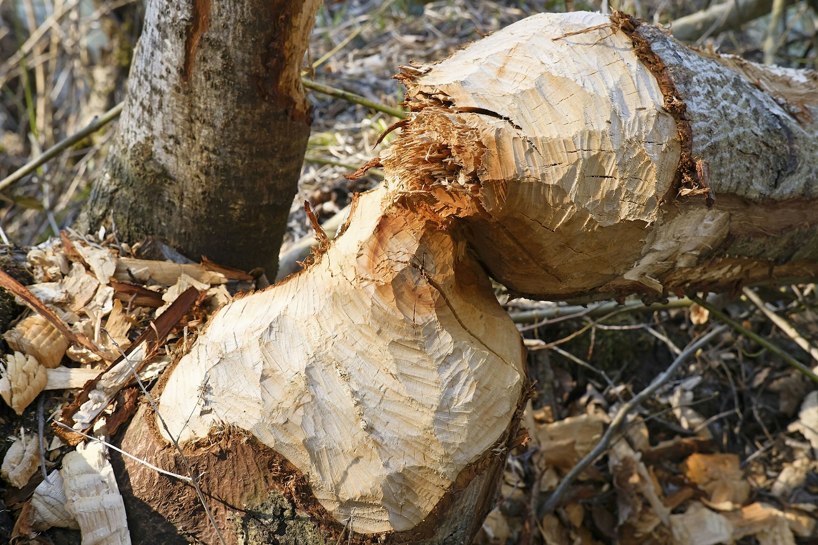 Trees gnawed by a beaver.