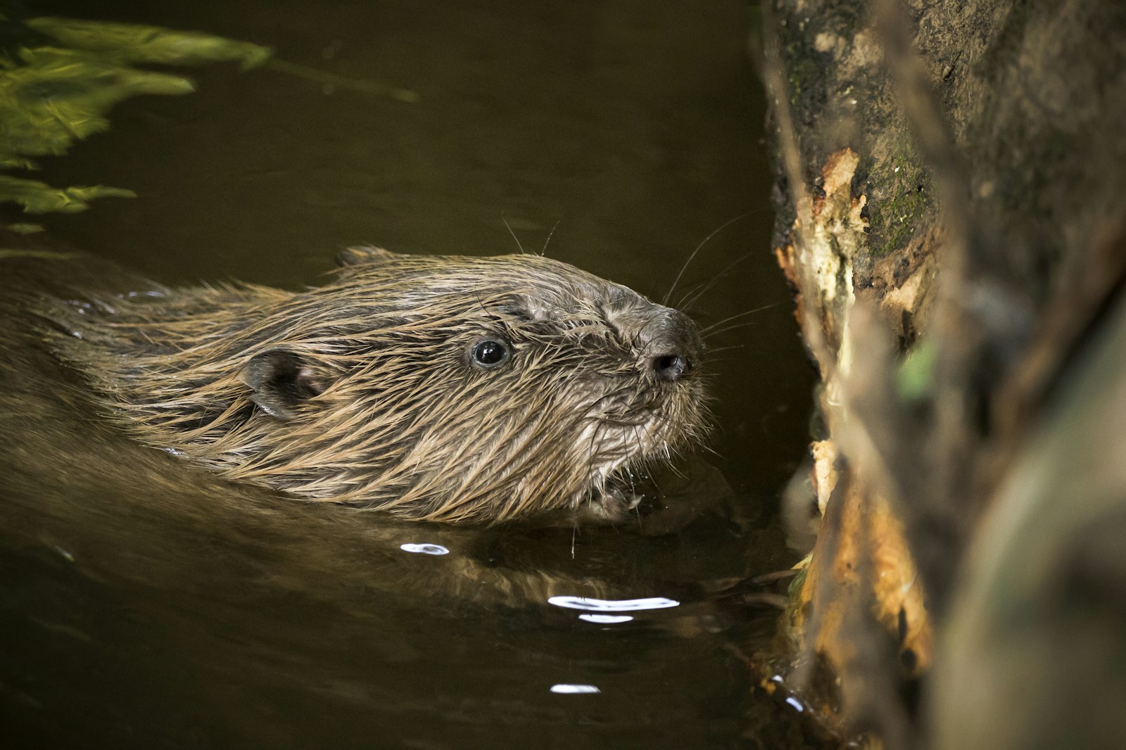 Beaver uk river