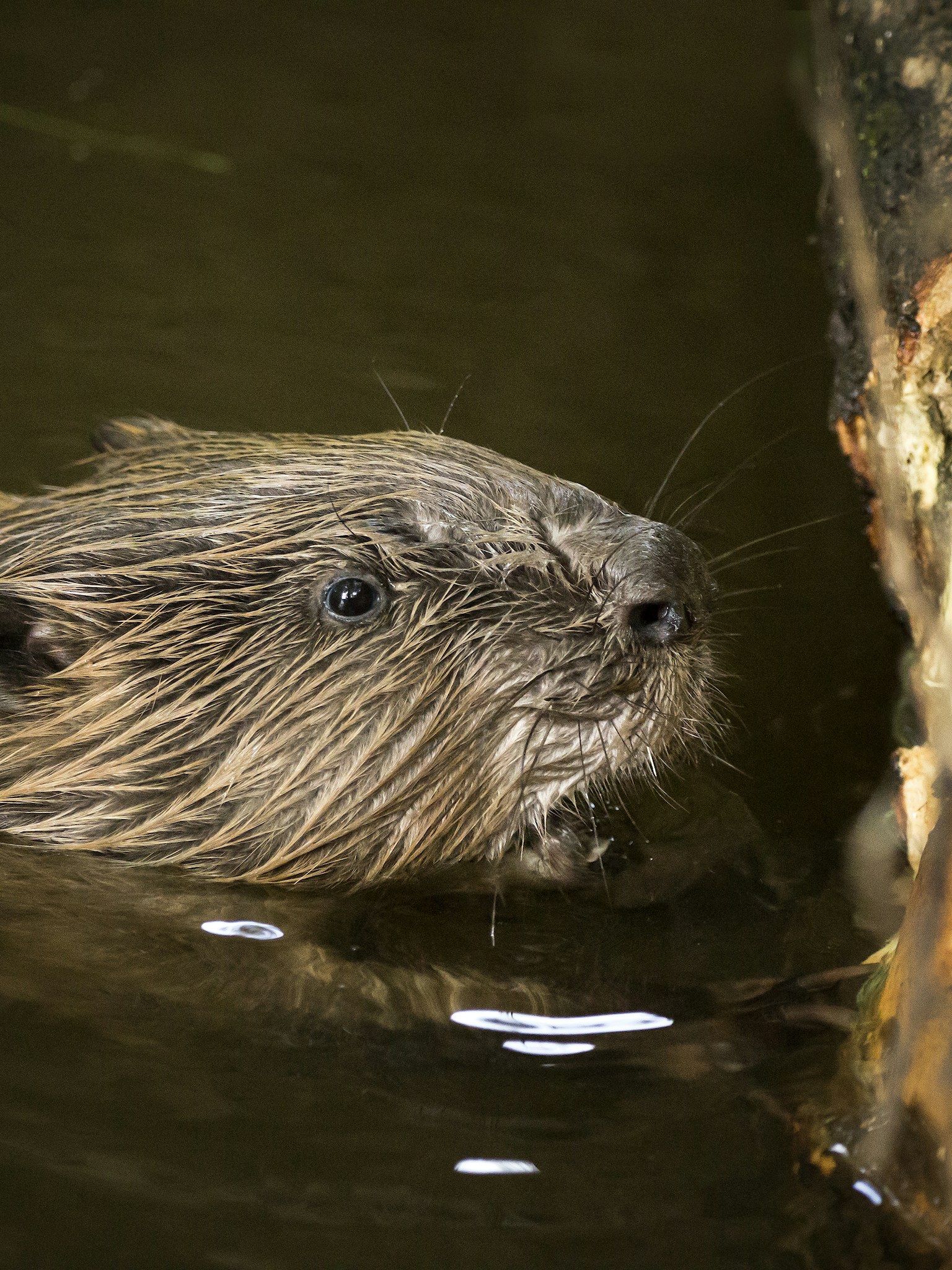Beaver uk river