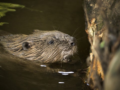 Beaver uk river
